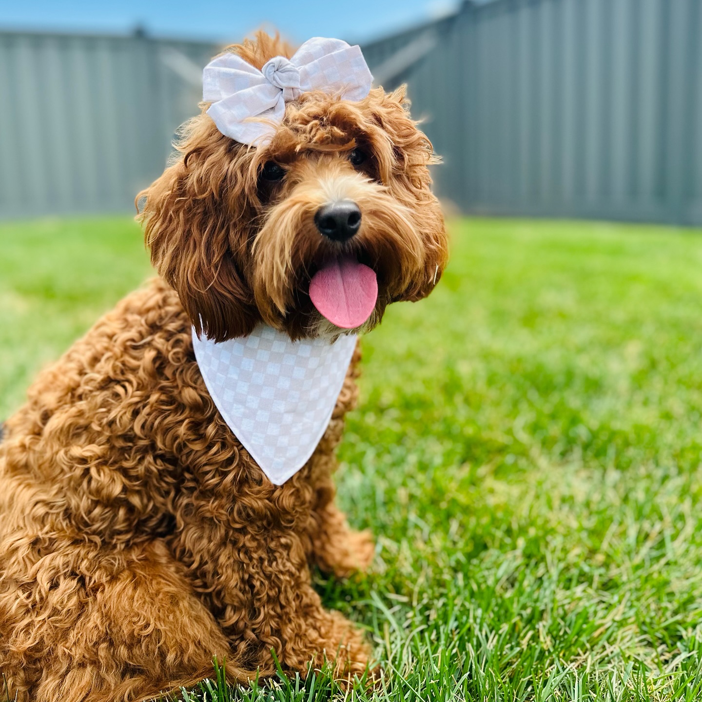 Doodle puppy at MTN Green