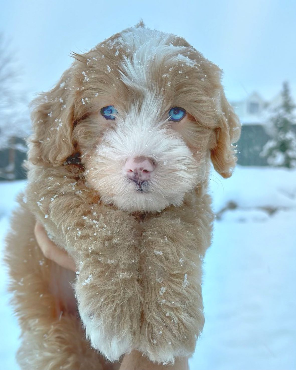 Breeds, Generations & Coats